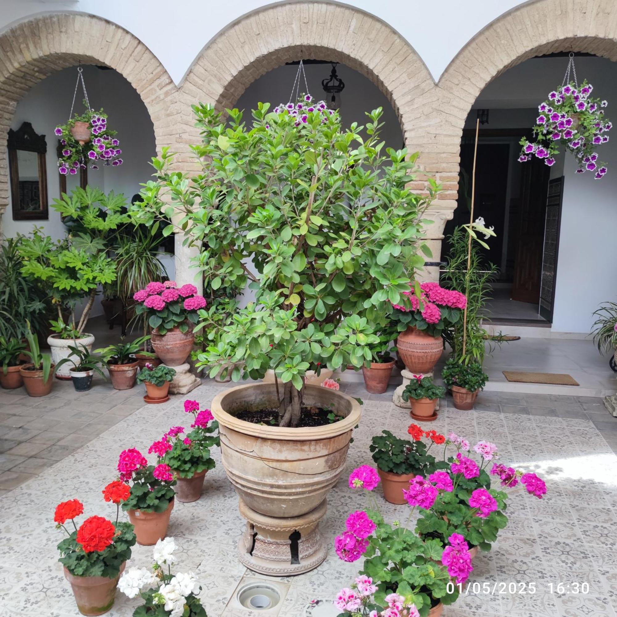 Apartamento El patio de Regina Córdoba Exterior foto